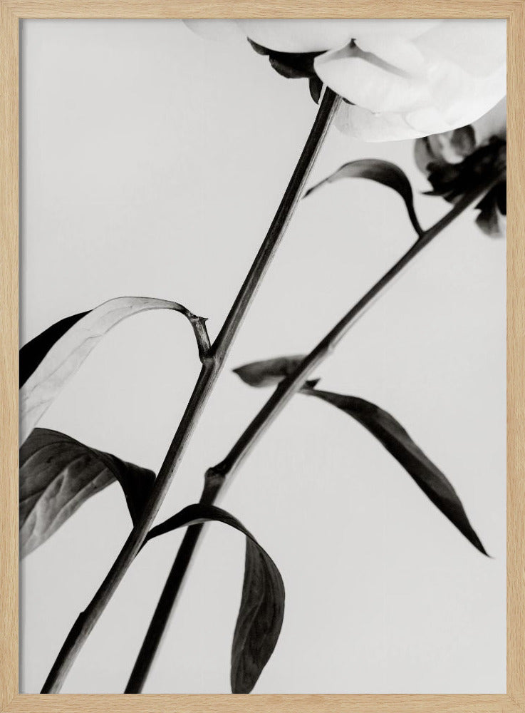 Peony 08 | Poster