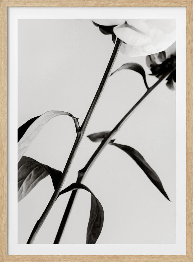 Peony 08 | Poster