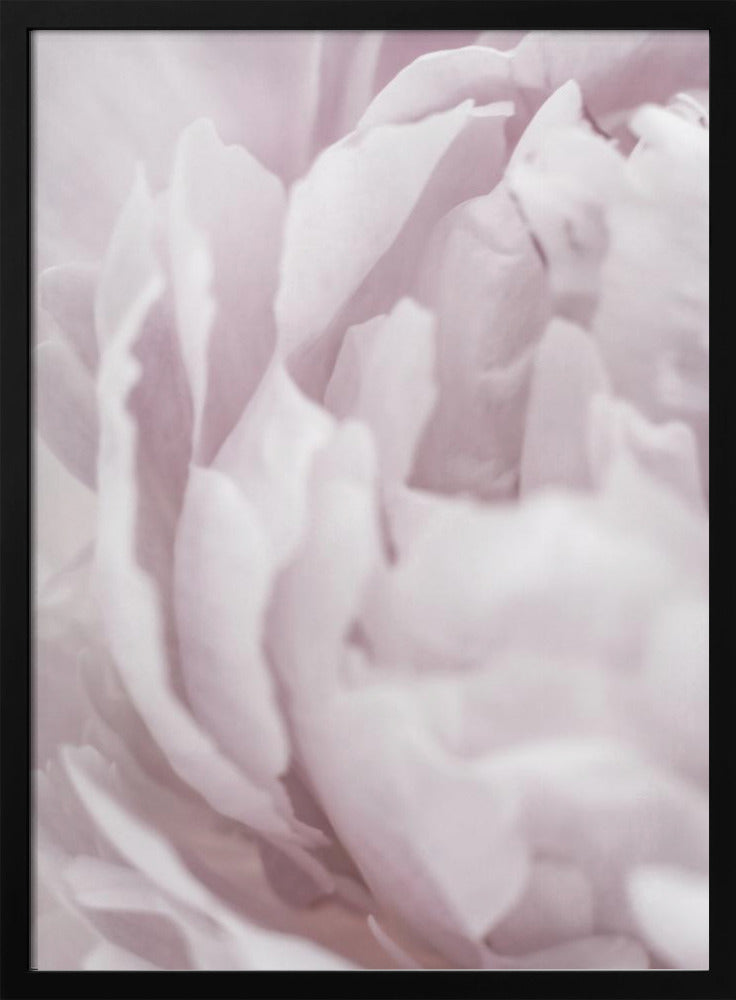 Peony 15 | Poster