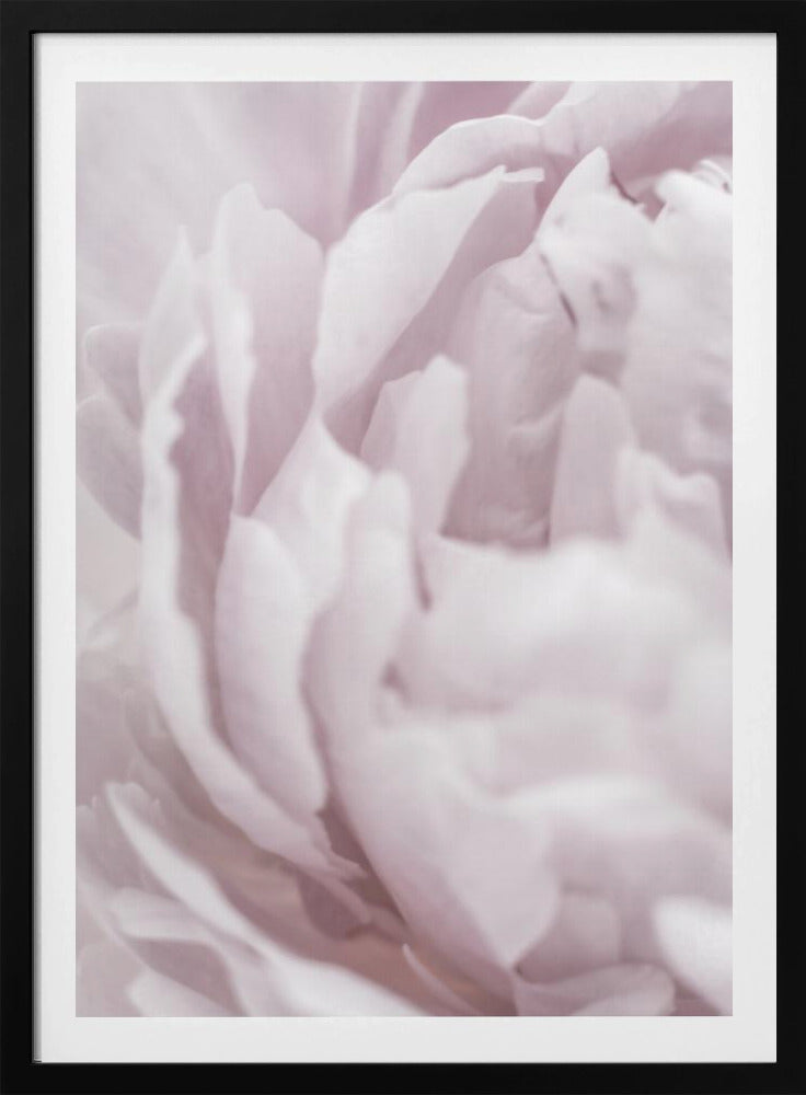Peony 15 | Poster