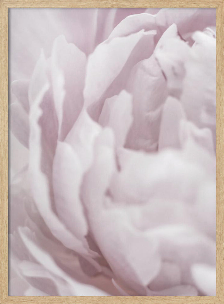 Peony 15 | Poster