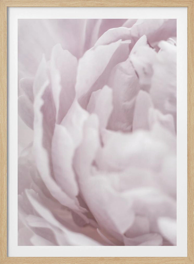 Peony 15 | Poster