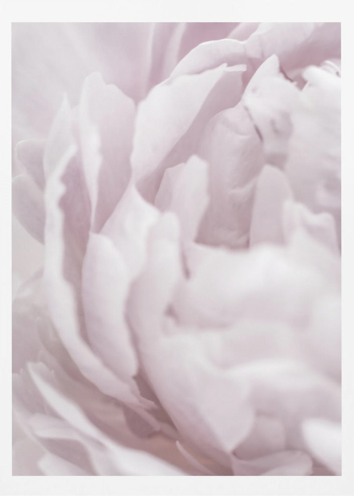Peony 15 | Poster