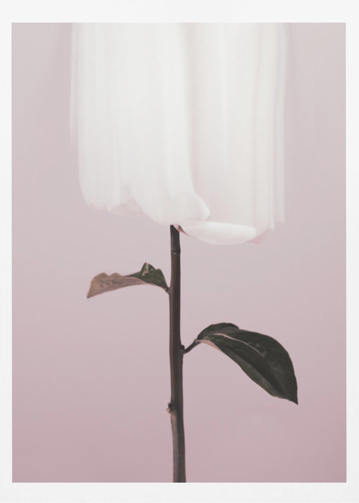 Peony 19 | Poster