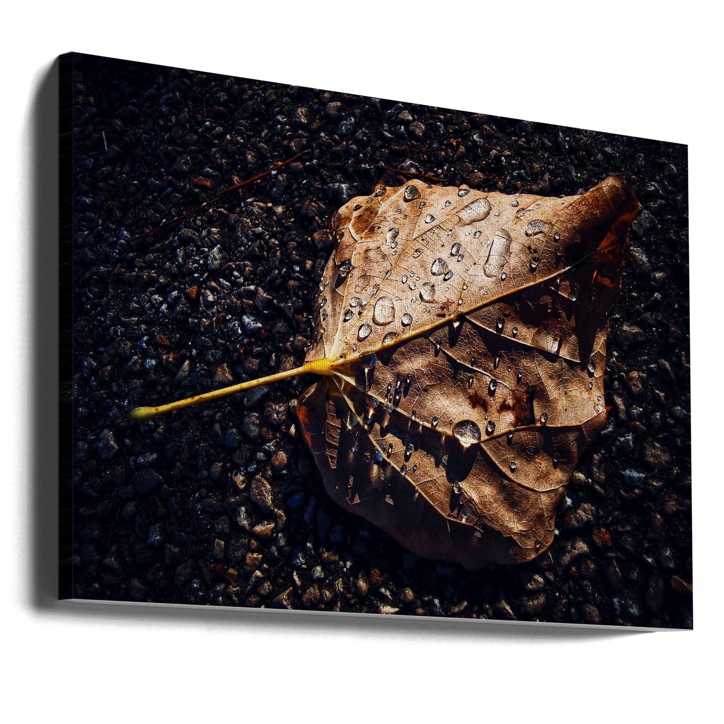Blatt | Leinwand-Bilder