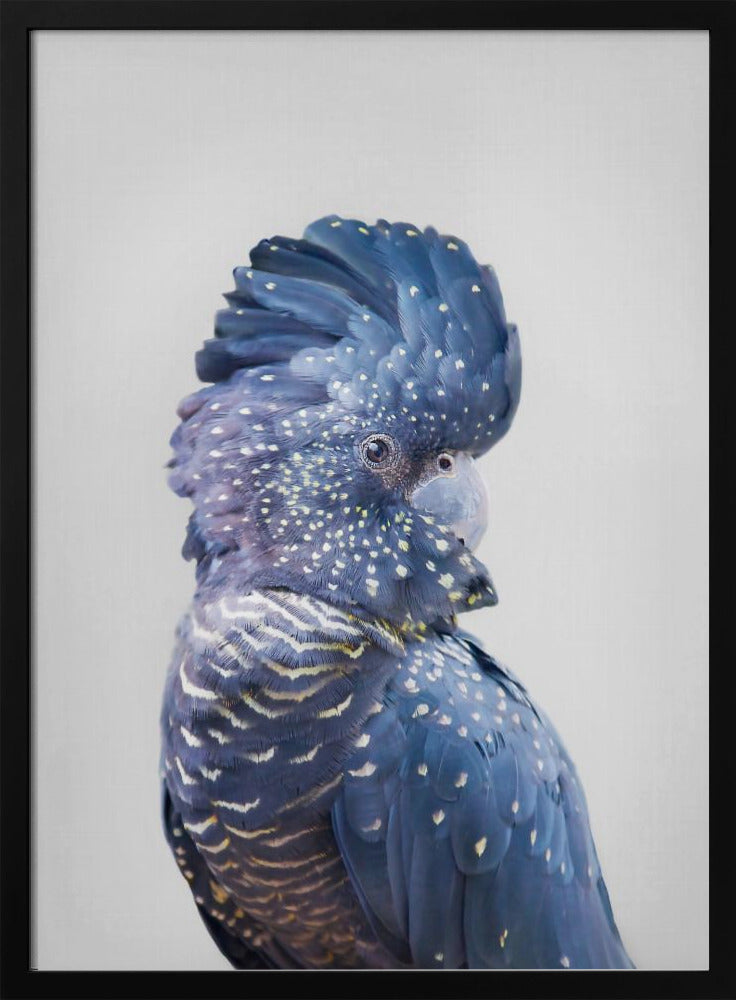Cacatua nero | Poster - Stampe d’Arte