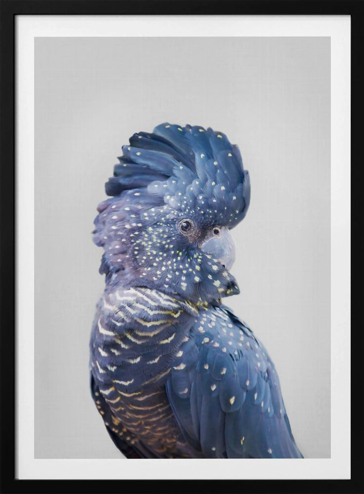 Cacatua nero | Poster - Stampe d’Arte
