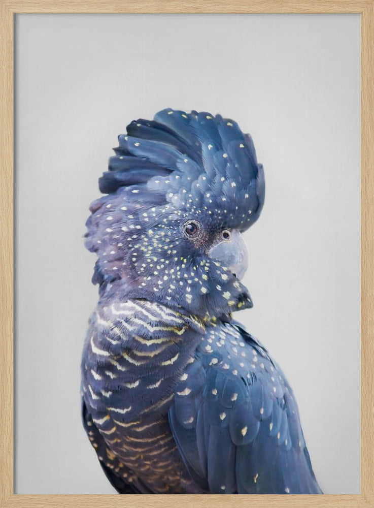 Cacatua nero | Poster - Stampe d’Arte