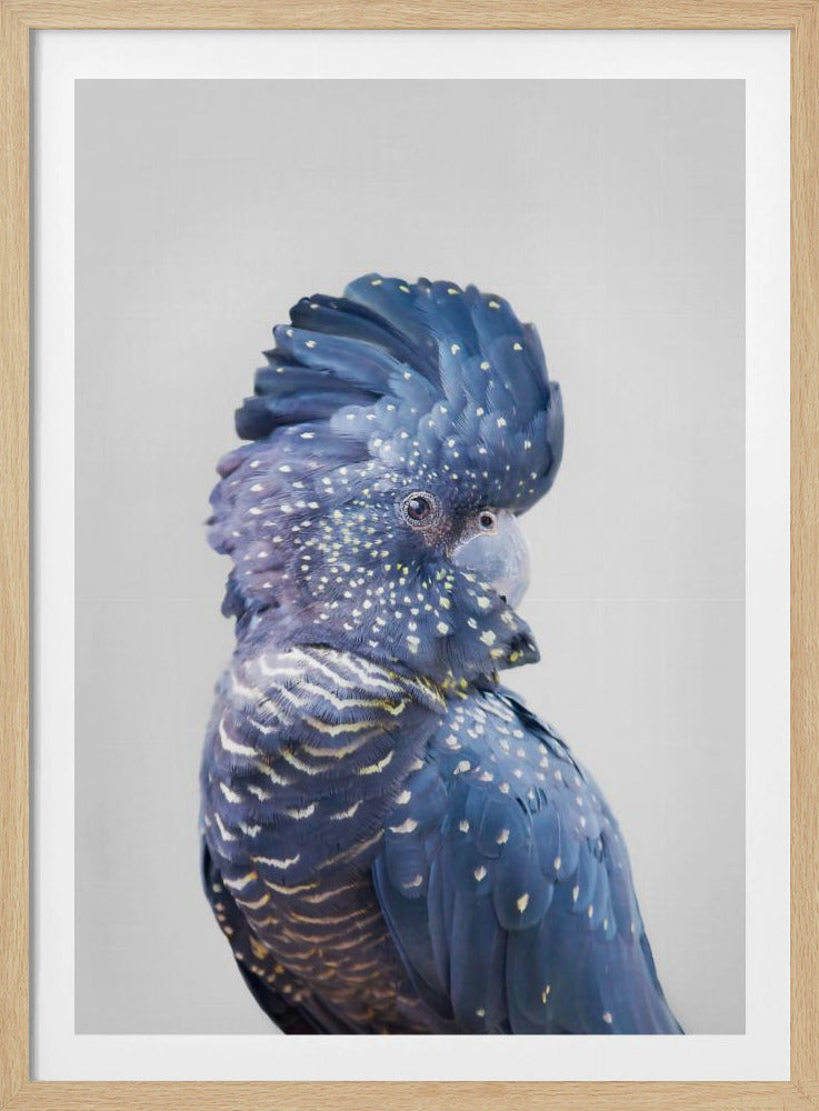 Cacatua nero | Poster - Stampe d’Arte