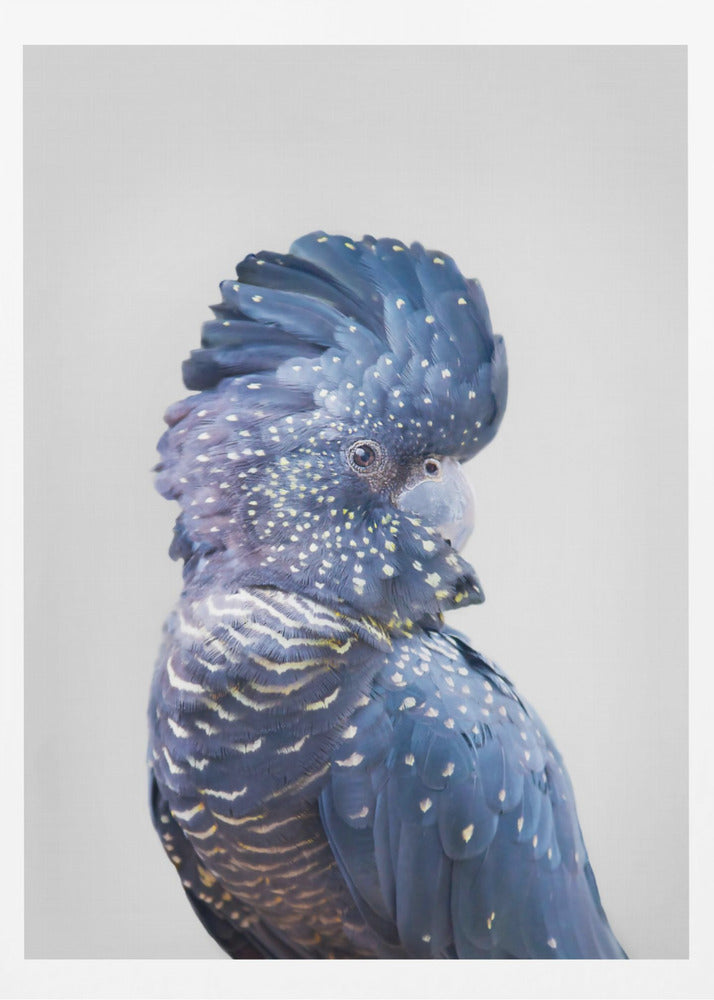 Cacatua nero | Poster - Stampe d’Arte