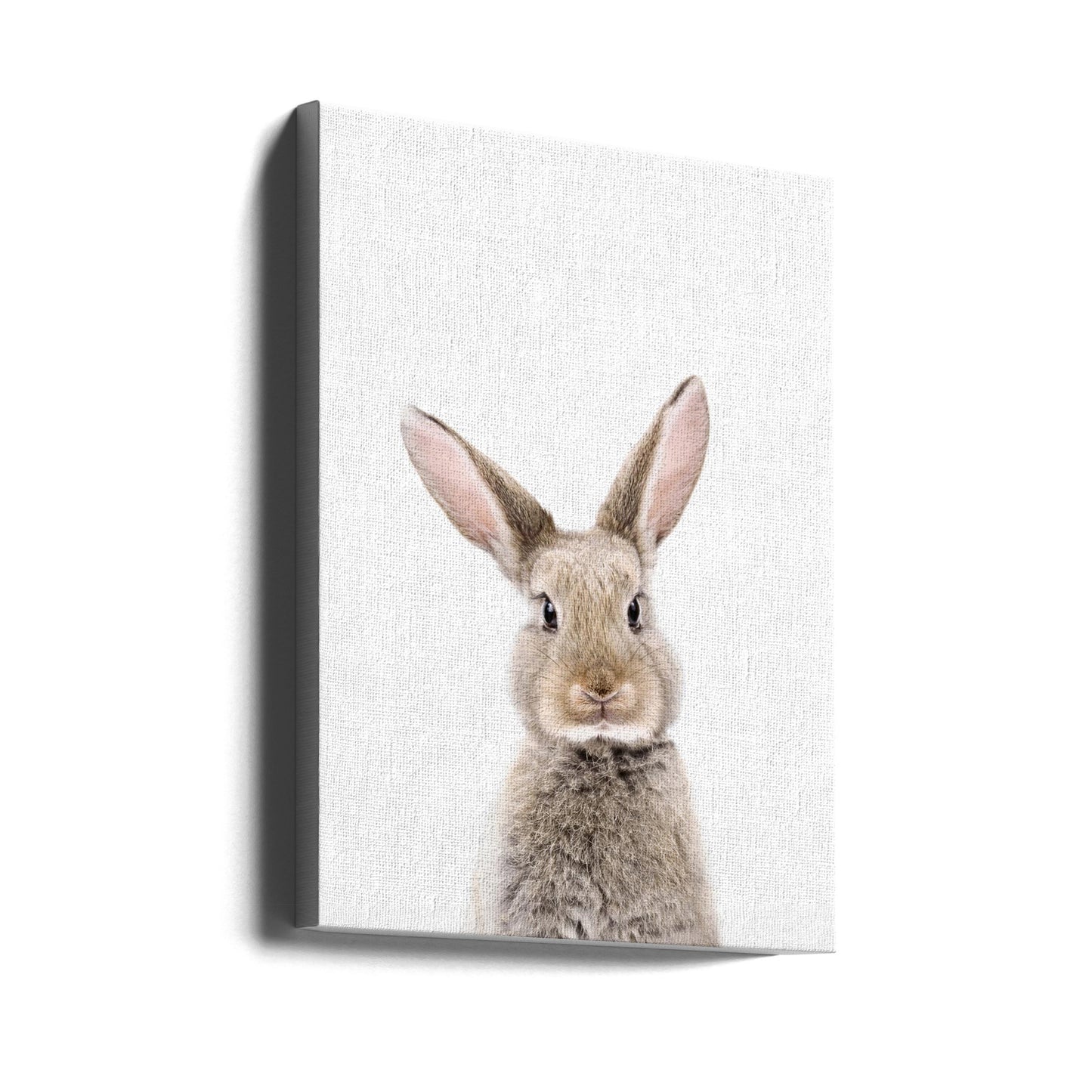 Kaninchenbaby | Leinwand-Bilder