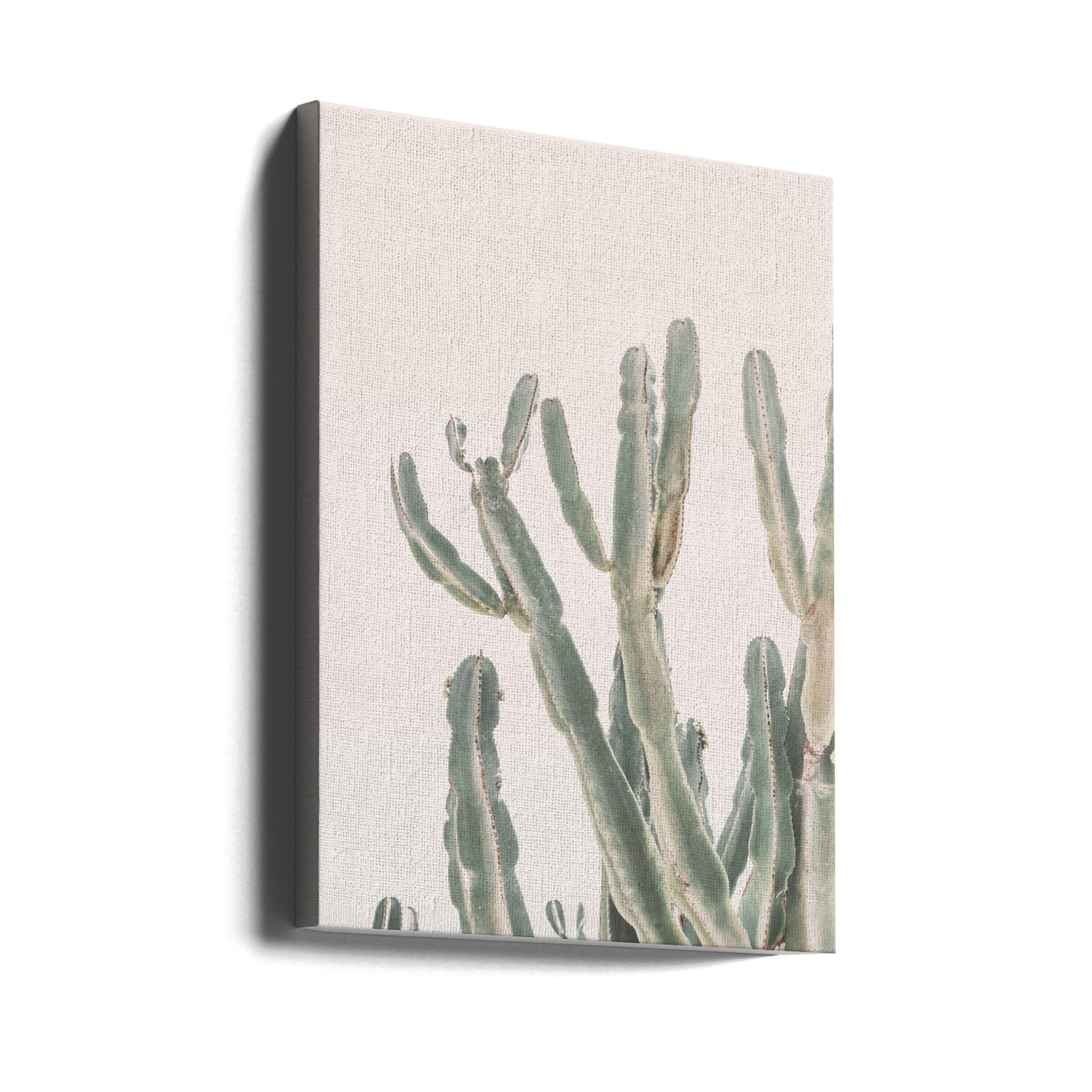 Cactus dell'alba | Stampe su Tela