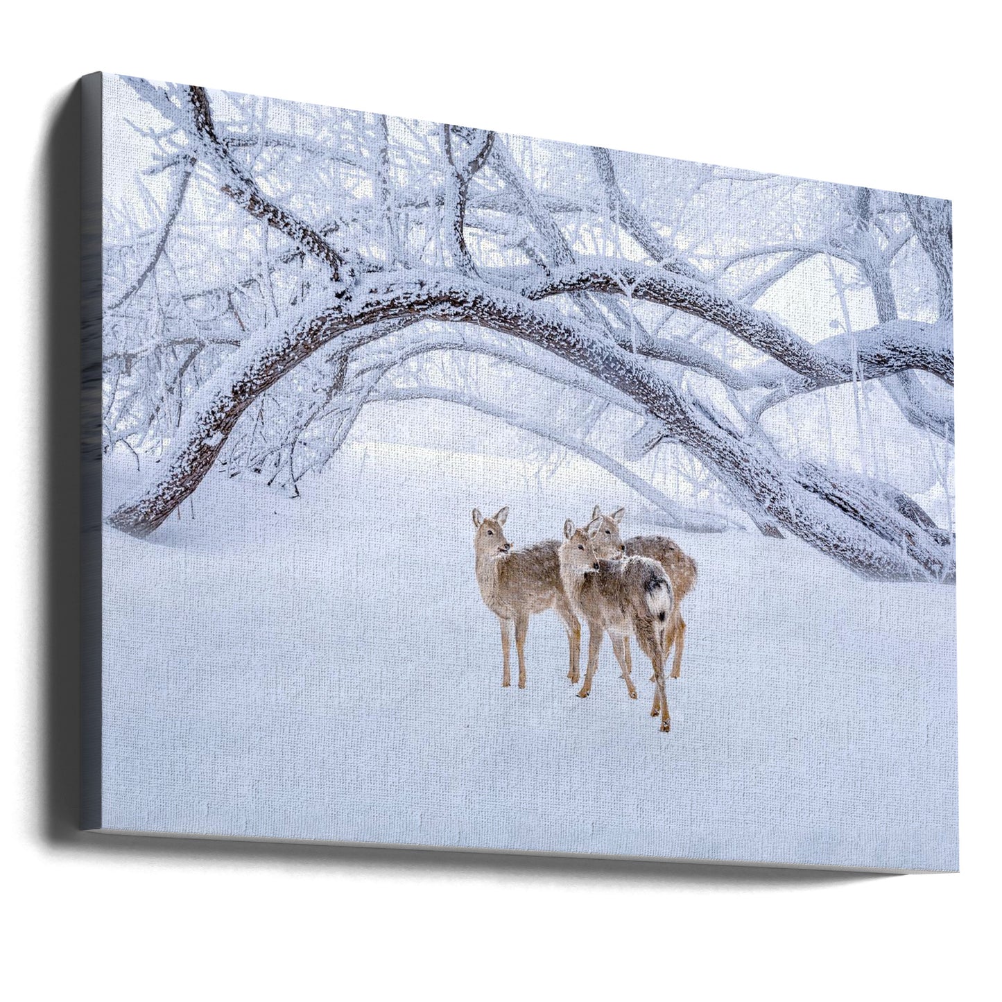 Deers' Walk in Snow | Canvas