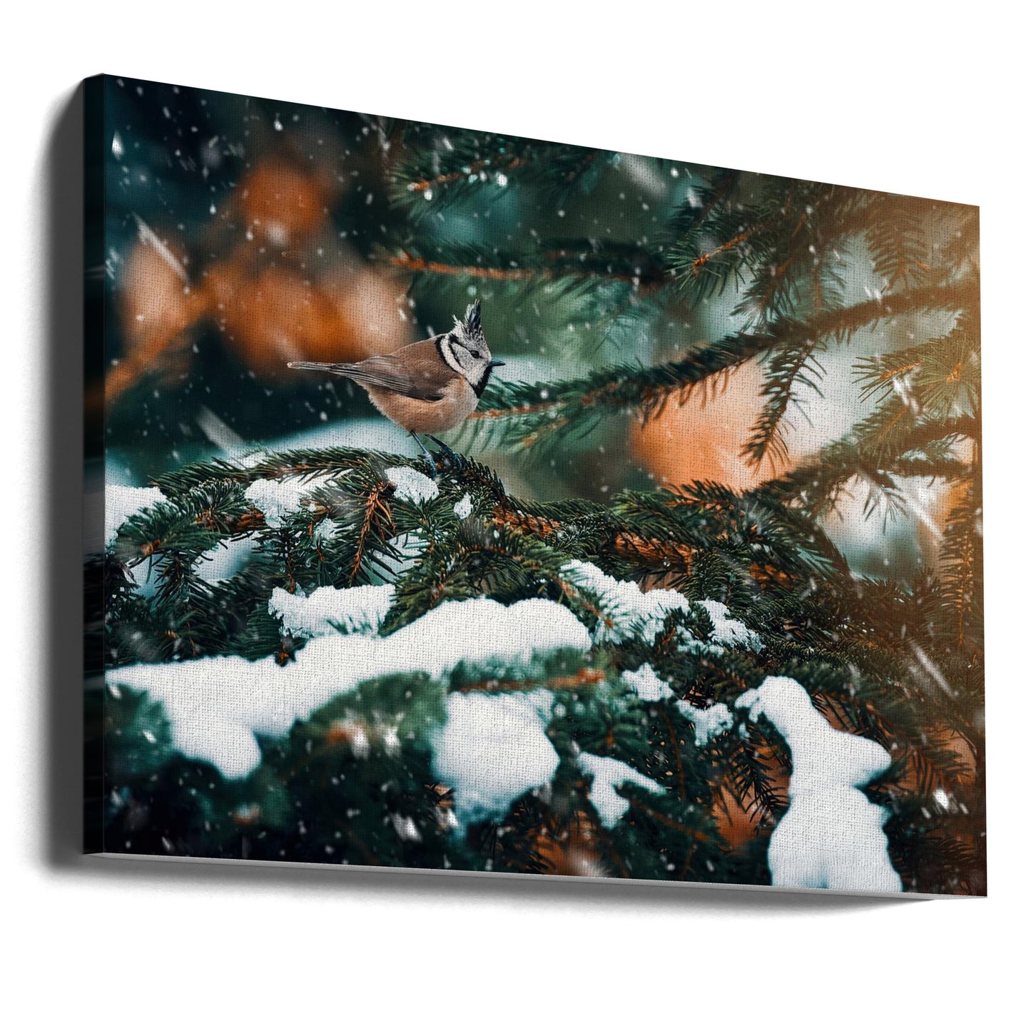 Punkig | Canvas