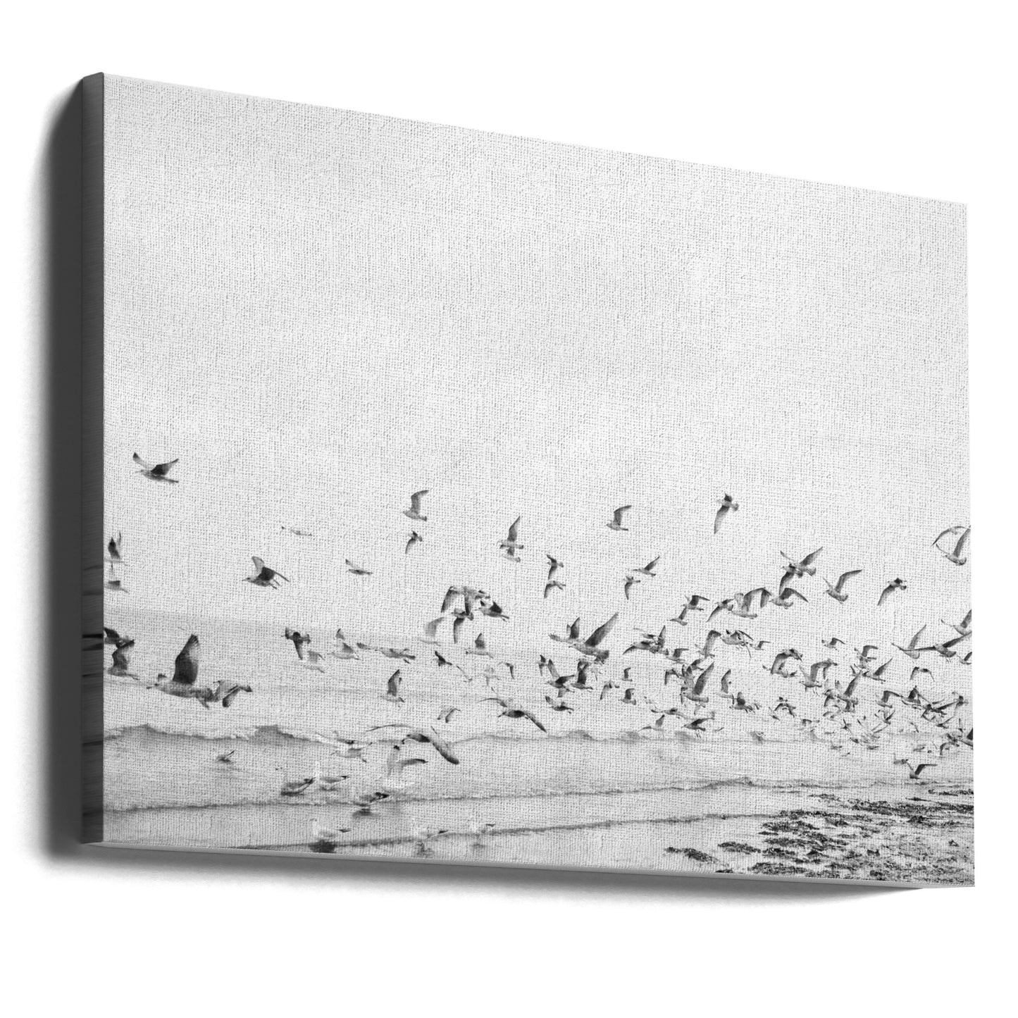 Mouettes-Côtières noires et blanches | Tableaux sur Toile