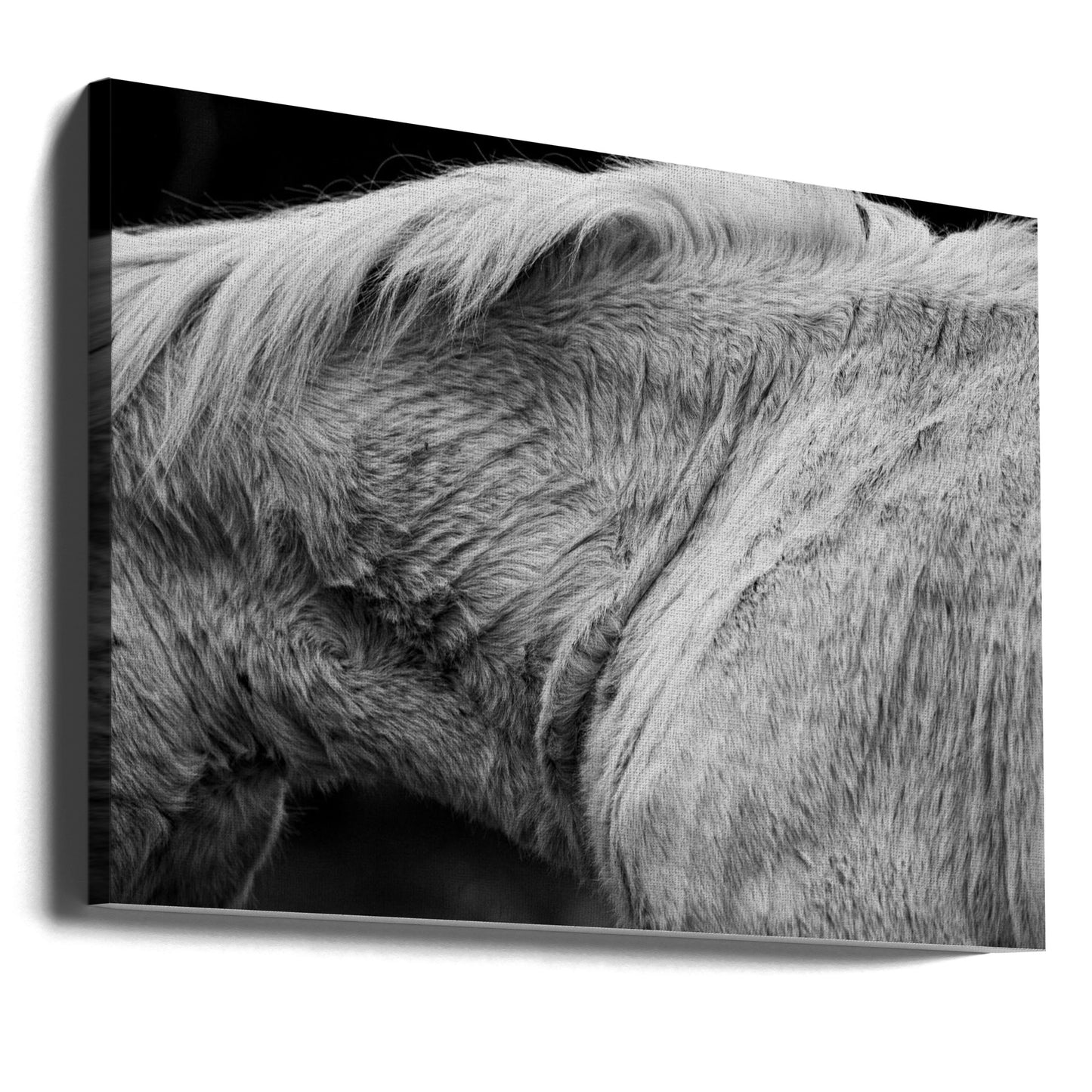 Pferd II | Leinwand-Bilder