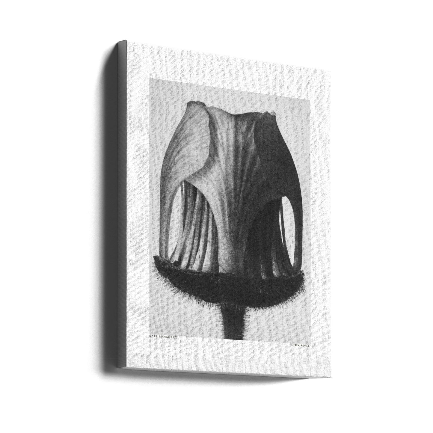 Geum Rival | Canvas
