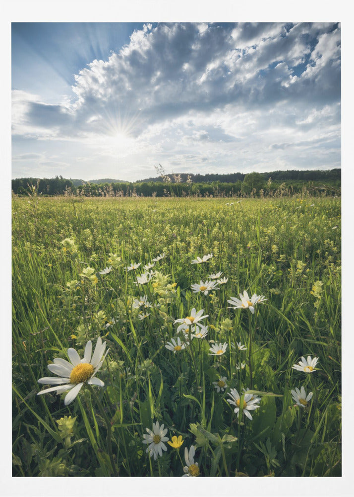 Flowering Meadow | Poster