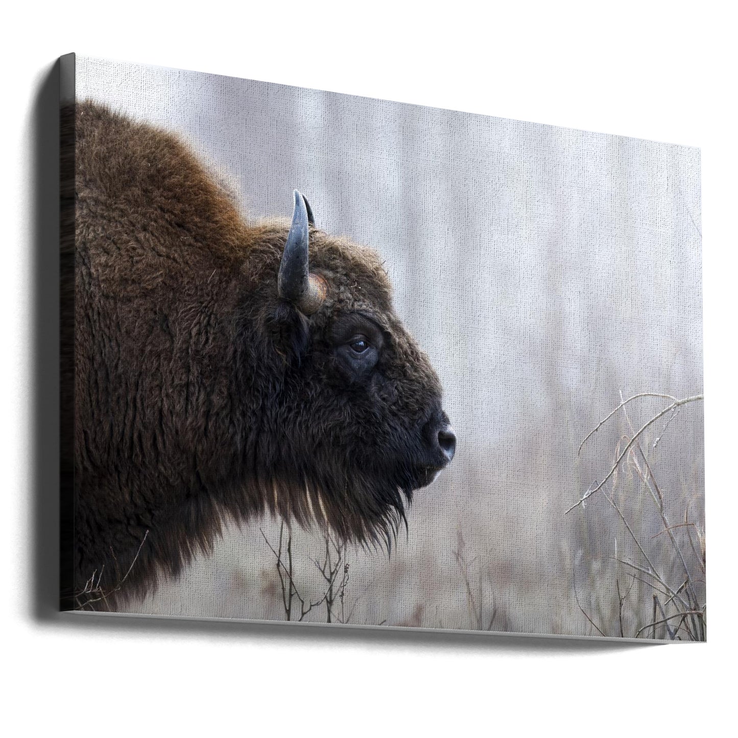 Profil de Bison | Tableaux sur Toile