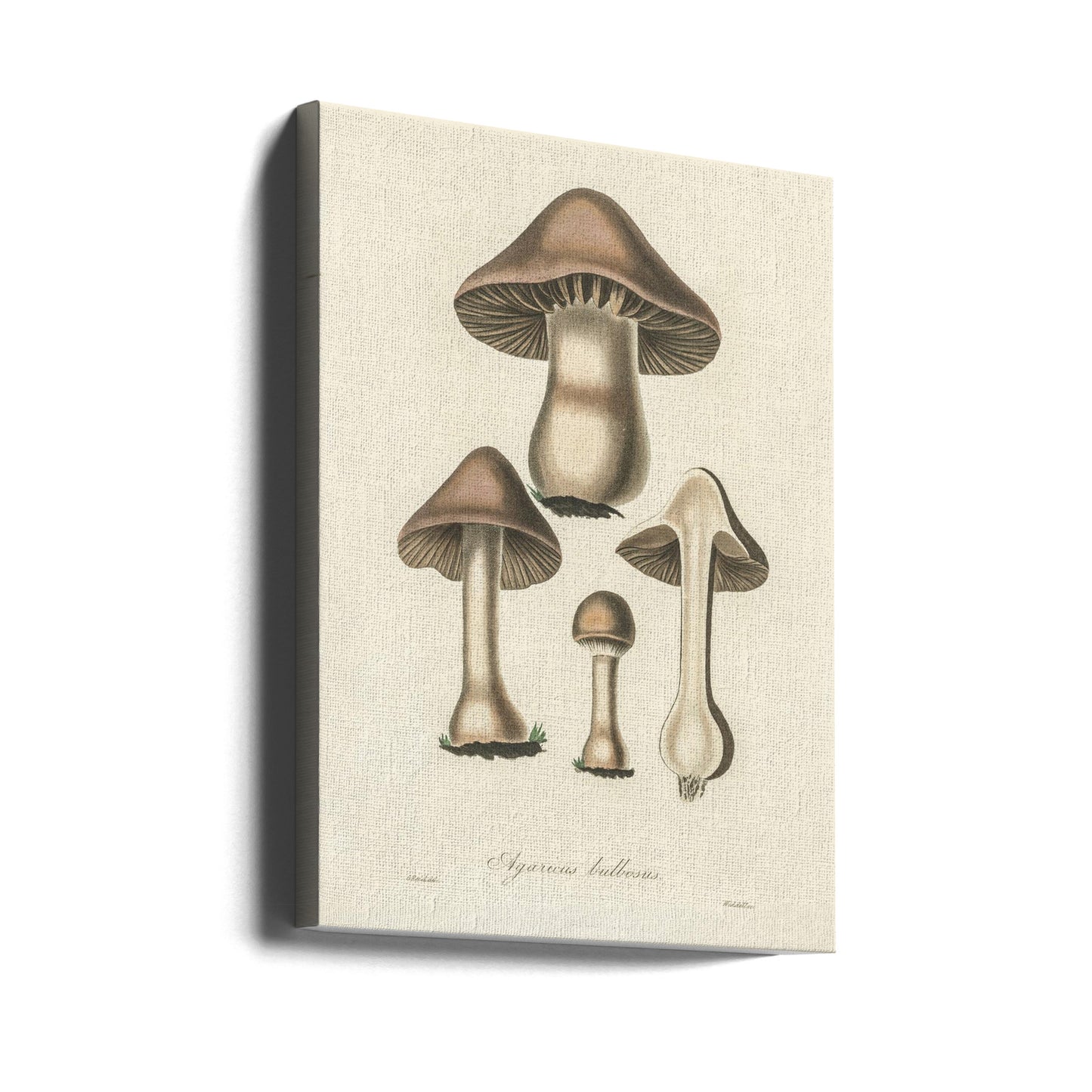 Agaricus Bulbosus -kuvitus. Lääketieteellinen kasvitiede 1836 | Canvastaulut