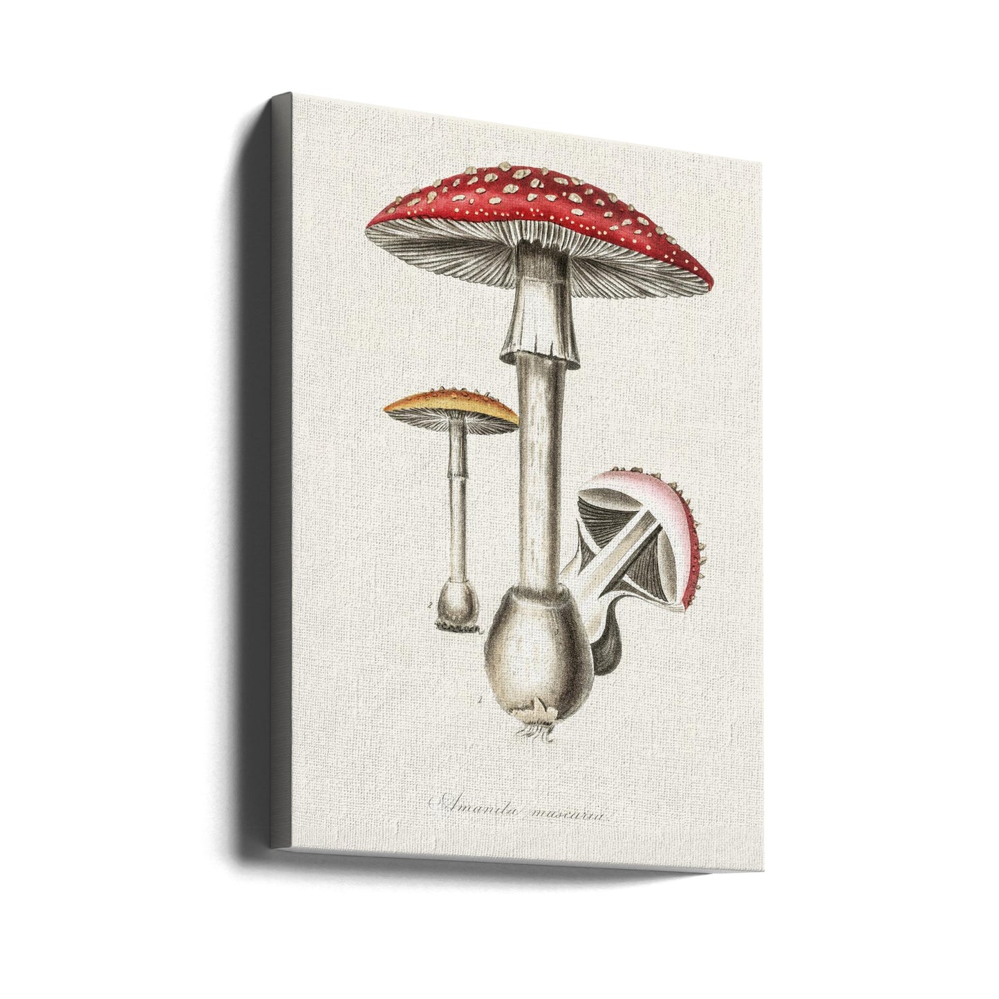 Illustrazione dell'Amanita Muscaria. Botanica medica 1836 | Stampe su Tela