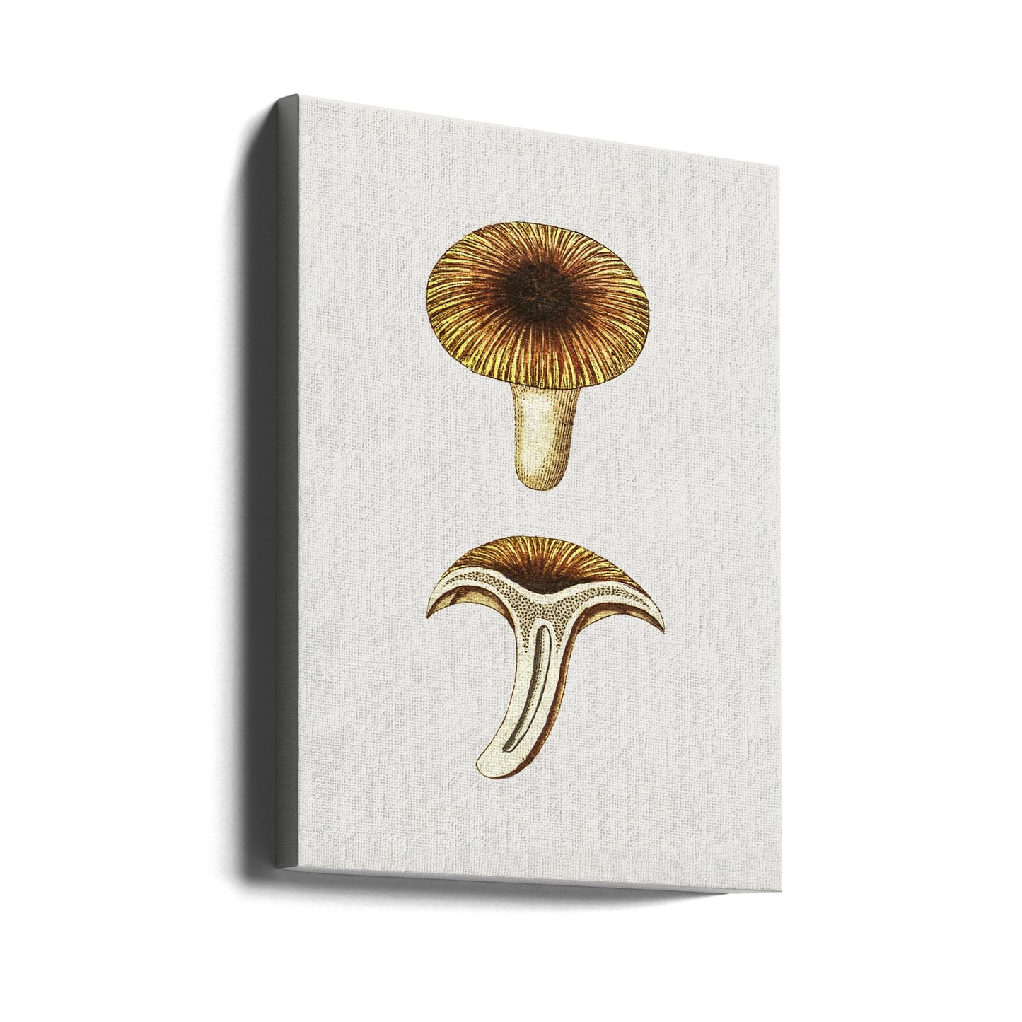 Chanterelles Vintage Champignons Comestibles | Tableaux sur Toile