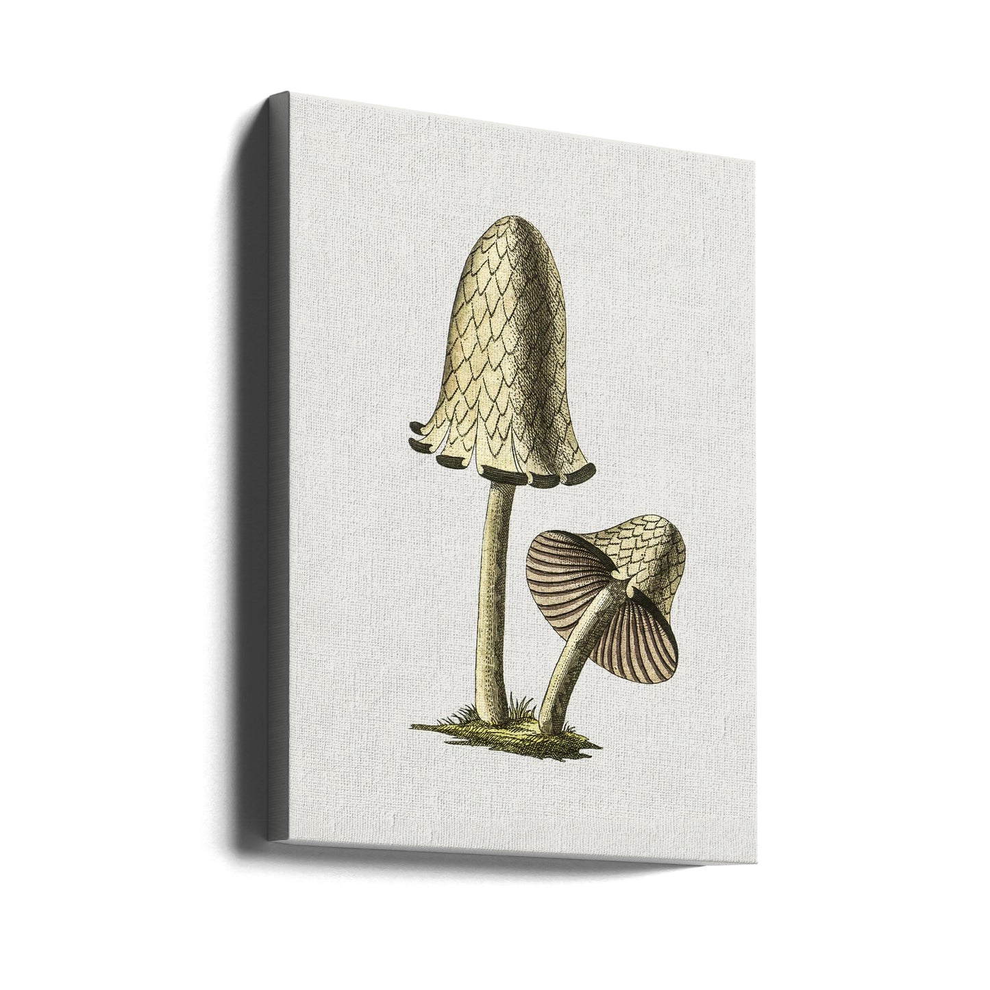 Champignon comestible vintage à capuchon d'encre | Tableaux sur Toile