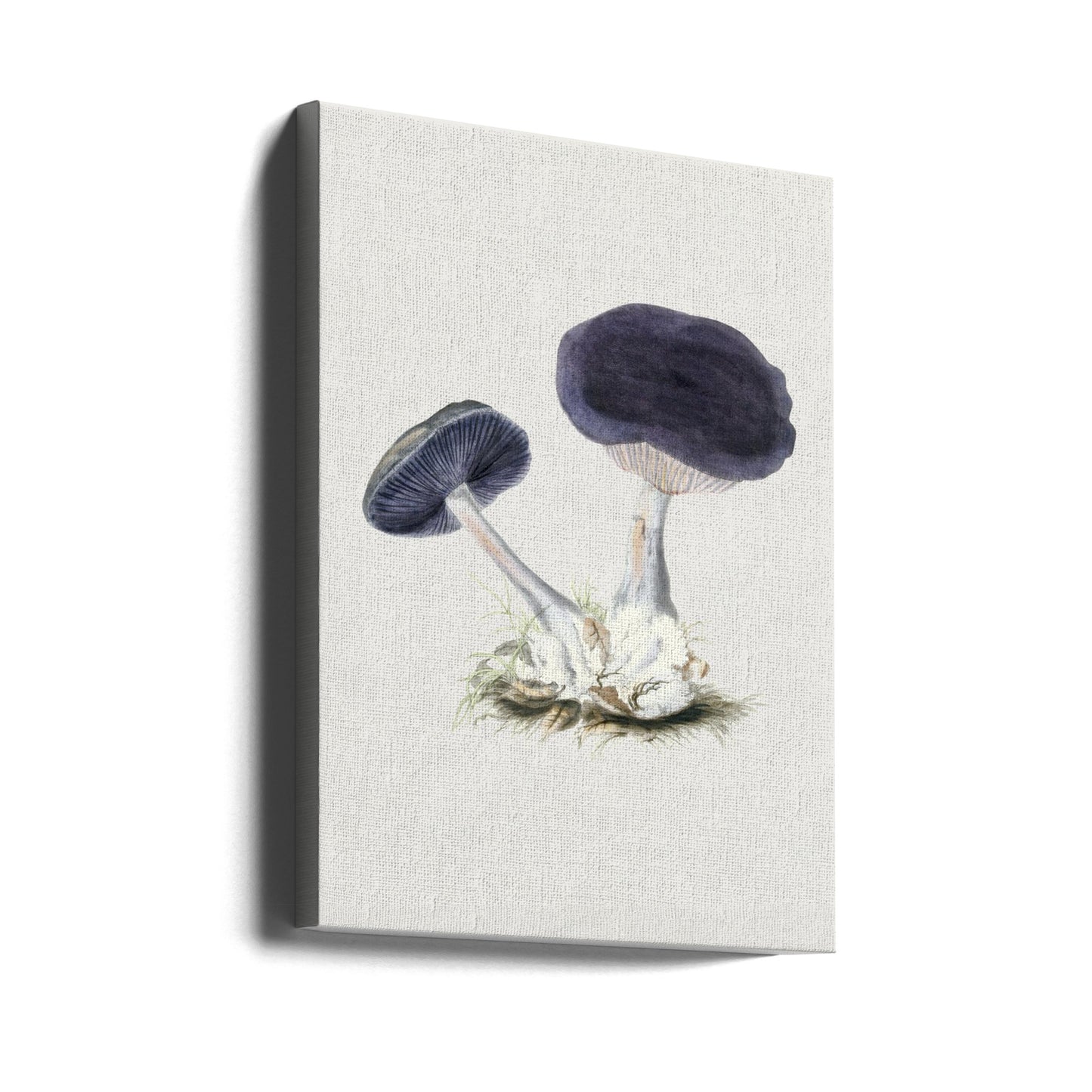 Vintage Violet Webcap-svamp | Lærredsbilleder
