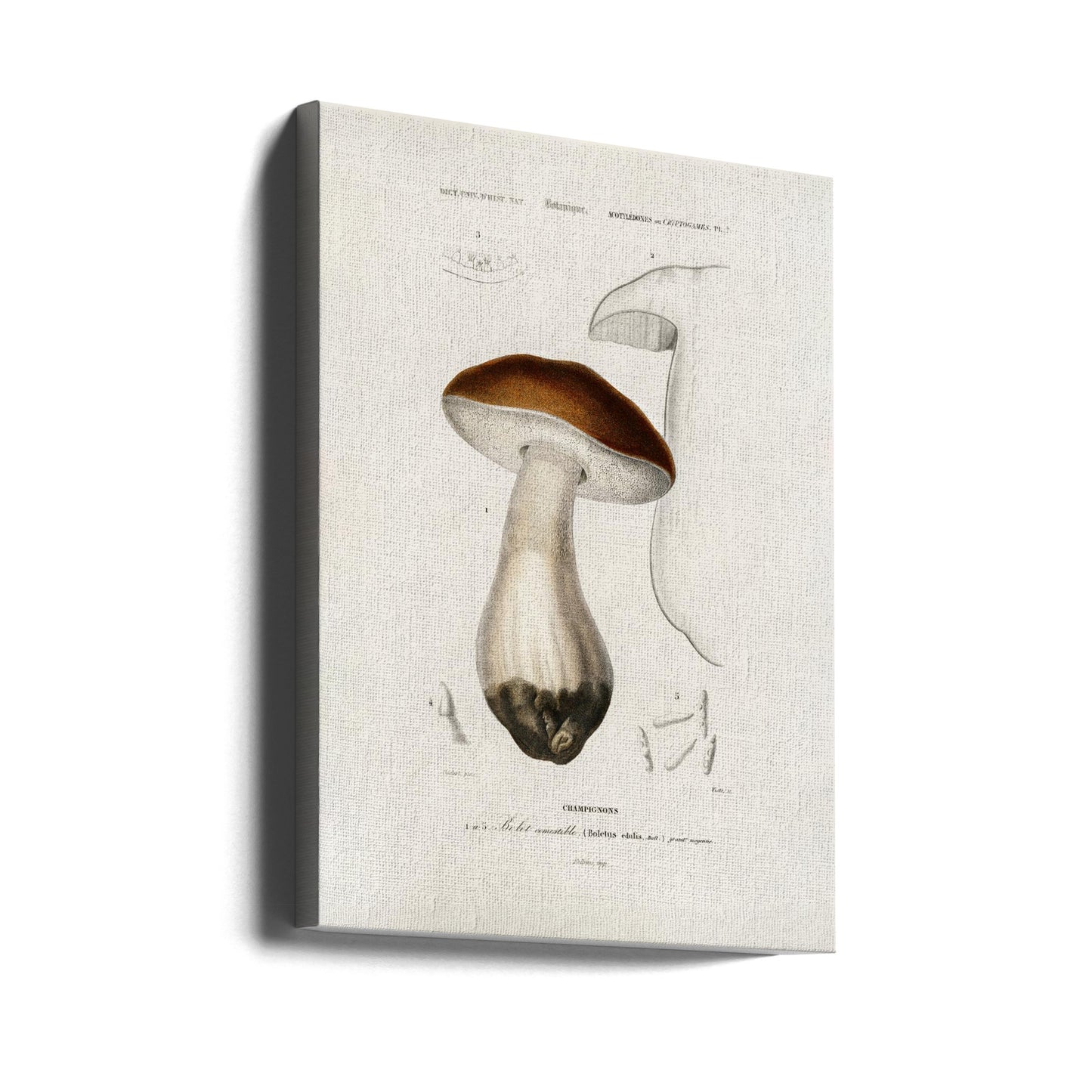Borowik szlachetny (Boletus Edulis) | Wydruki na łótnie