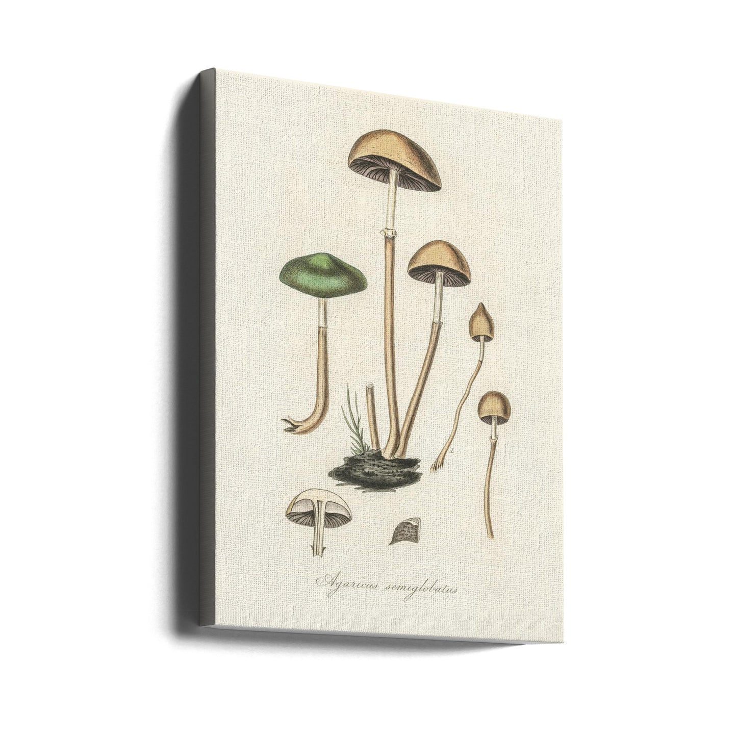 Agaricus Semiglobatus | Canvasprints