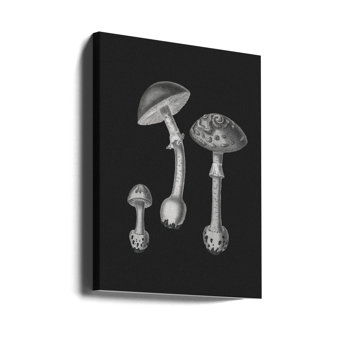 Amanita Muscaria Czarne Tło BW | Wydruki na łótnie