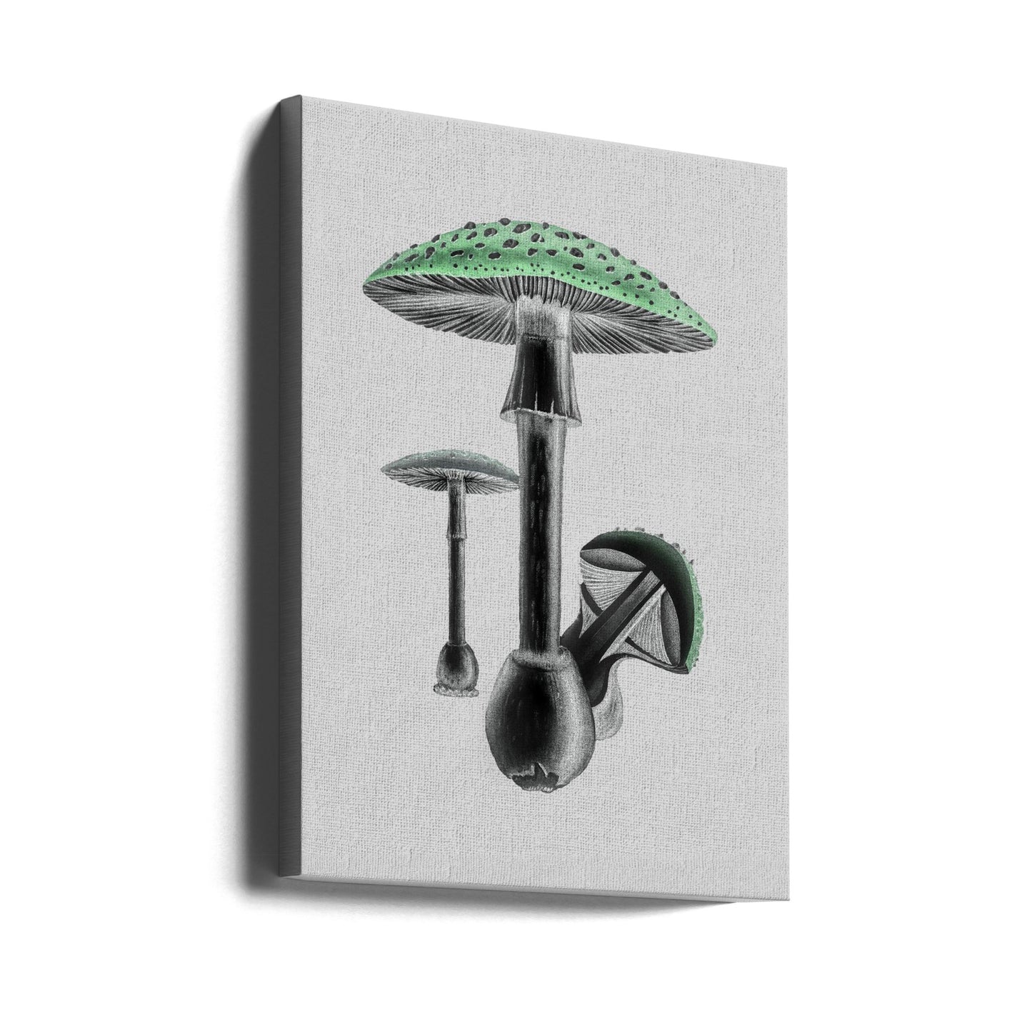 Amanita Muscaria Weißer Hintergrund Grün | Leinwand-Bilder