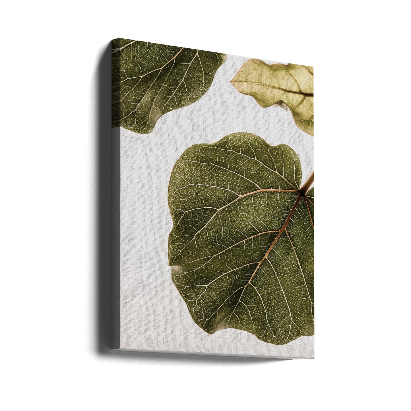 Abutifolia nr 2 | Canvas