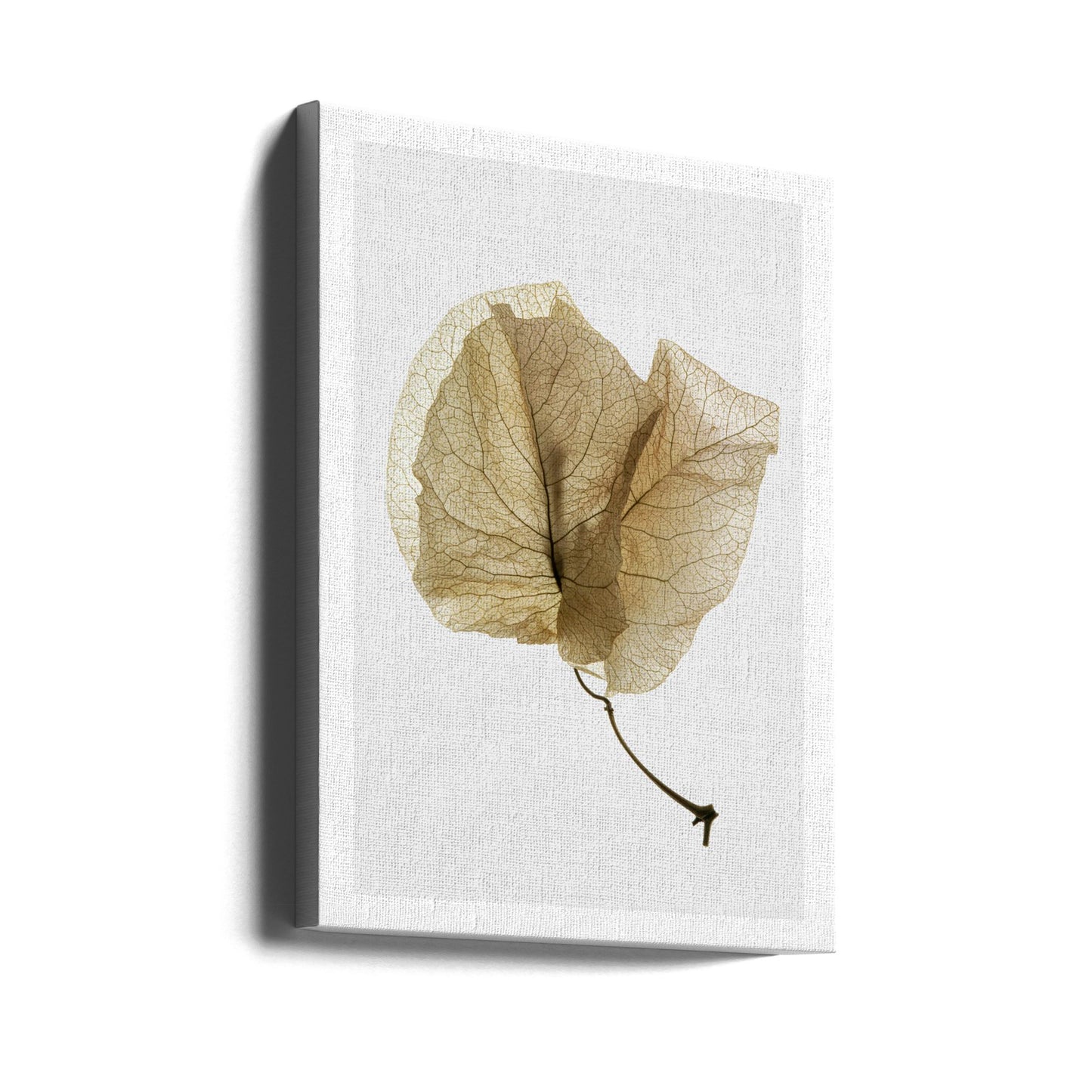 Bougainvillea Studie nr. 3 | Canvasprints