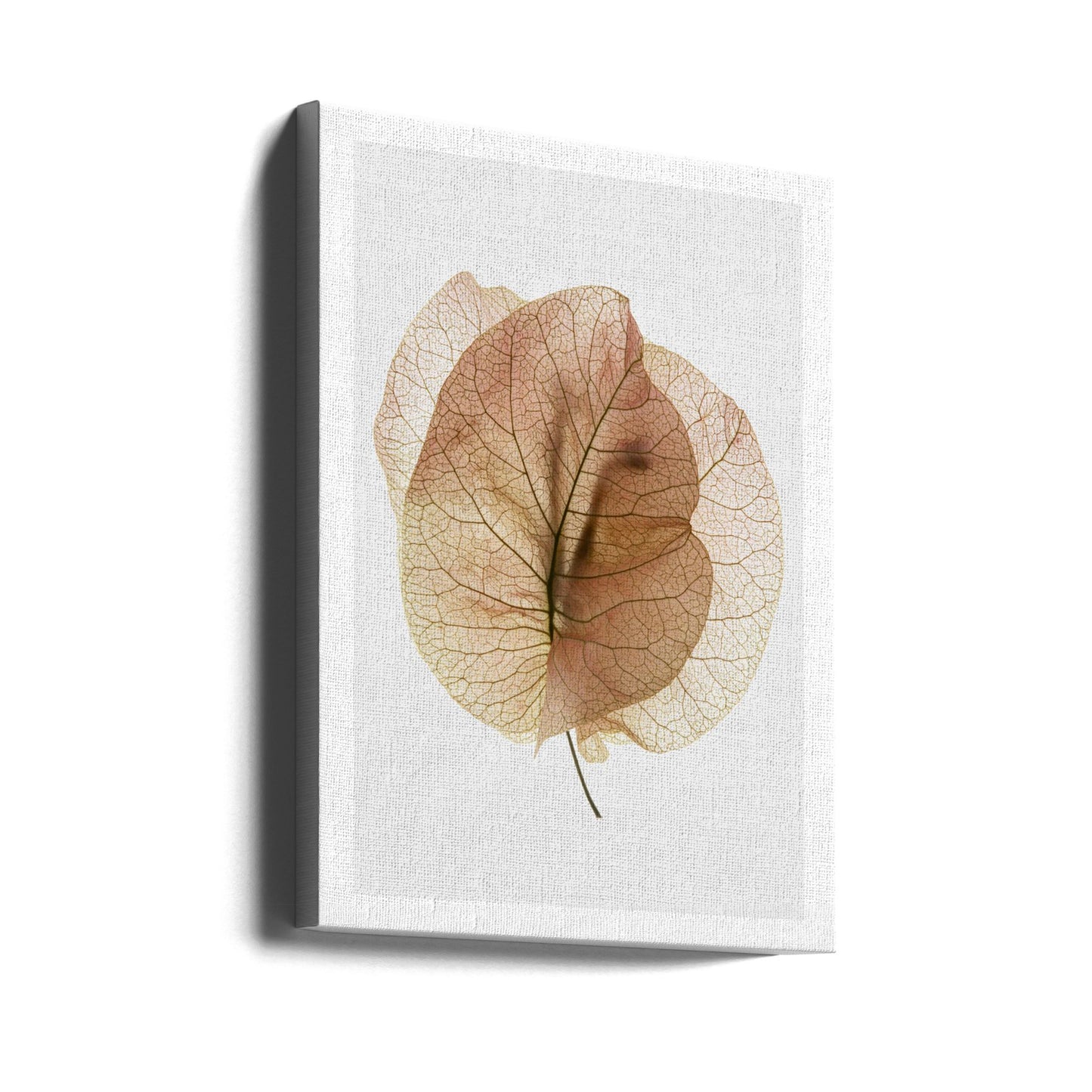 Bougainvillea Studie nr. 7 | Canvasprints