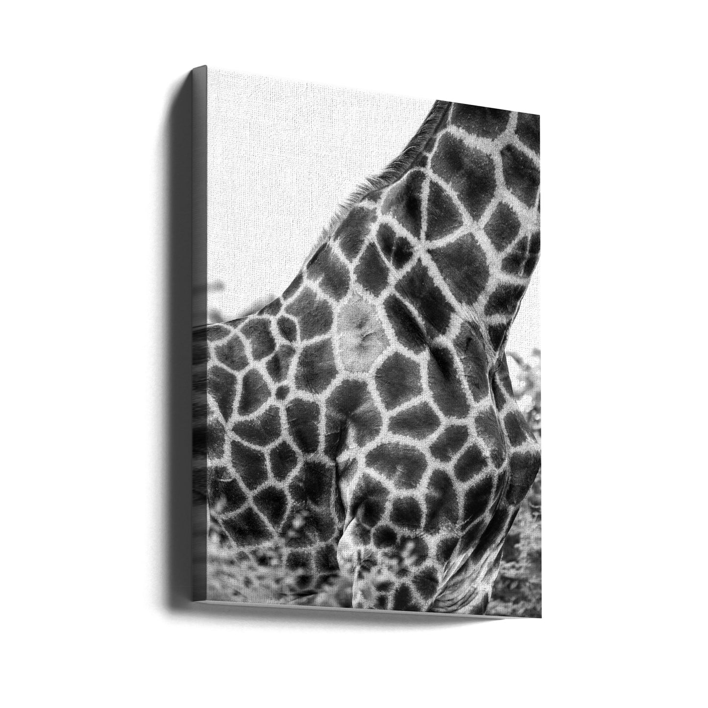 Supersafari nr 3 | Canvas