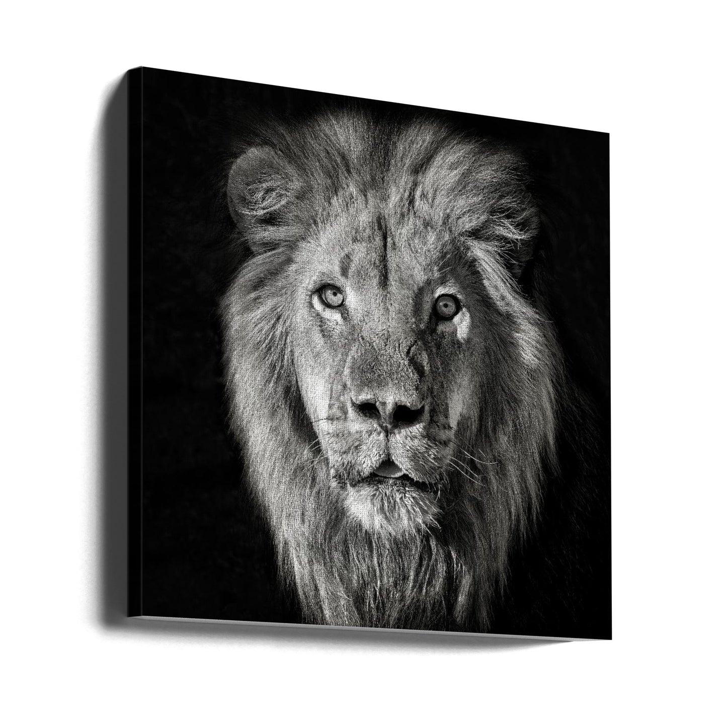 Lion Portrait- Panthera Leo | Canvas