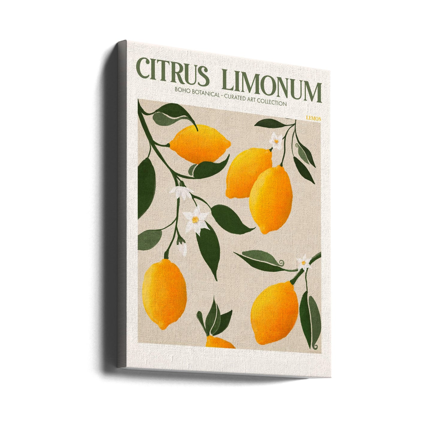 Citrus Limonum - Lemon | Canvas