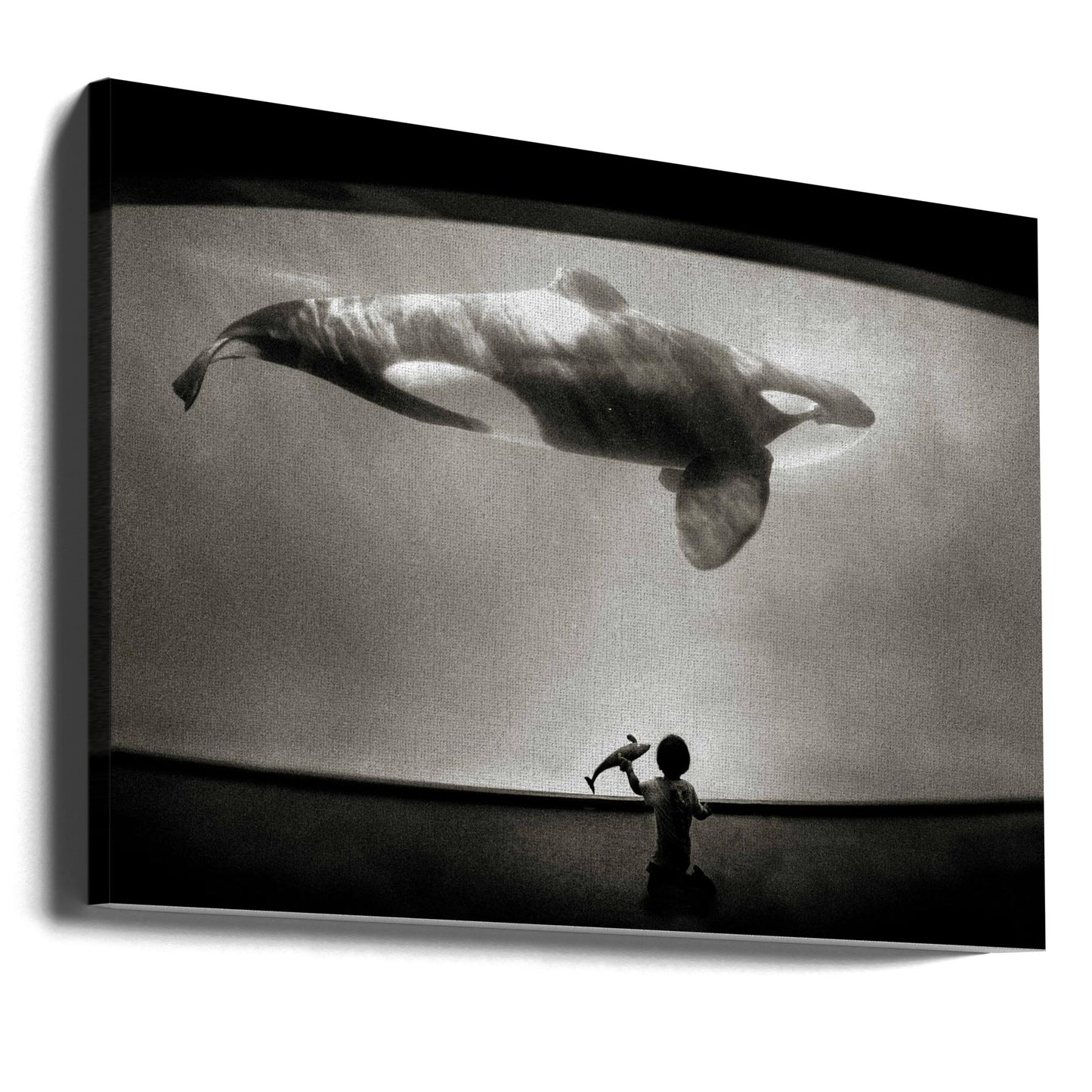 Innerhalb der Domäne des Orcas | Leinwand-Bilder