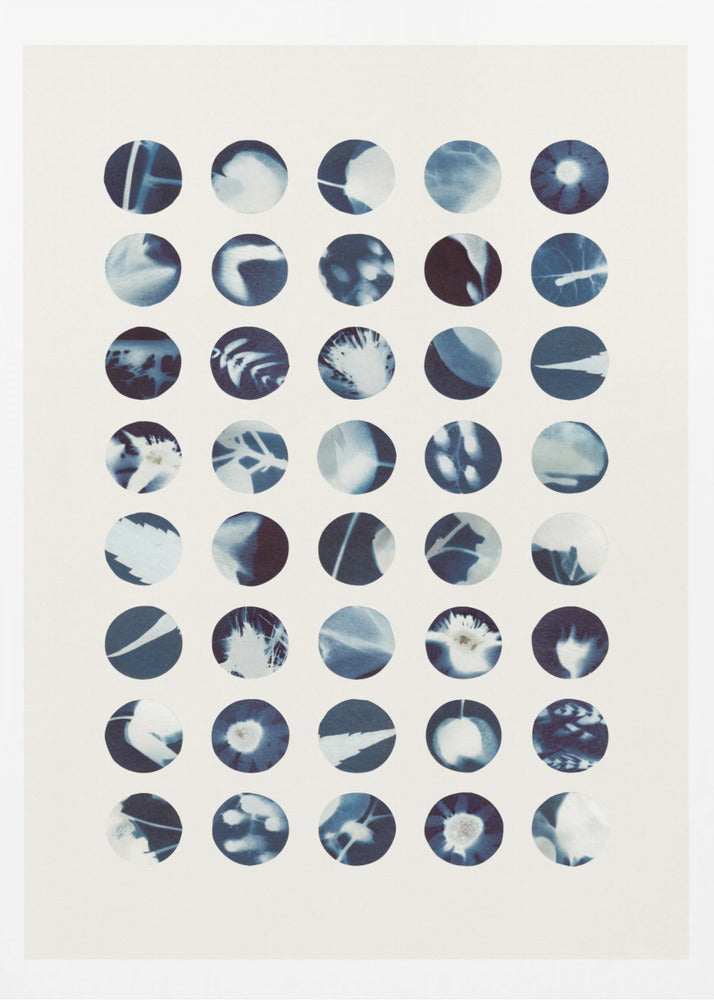Botanische Cyanotypien | Poster