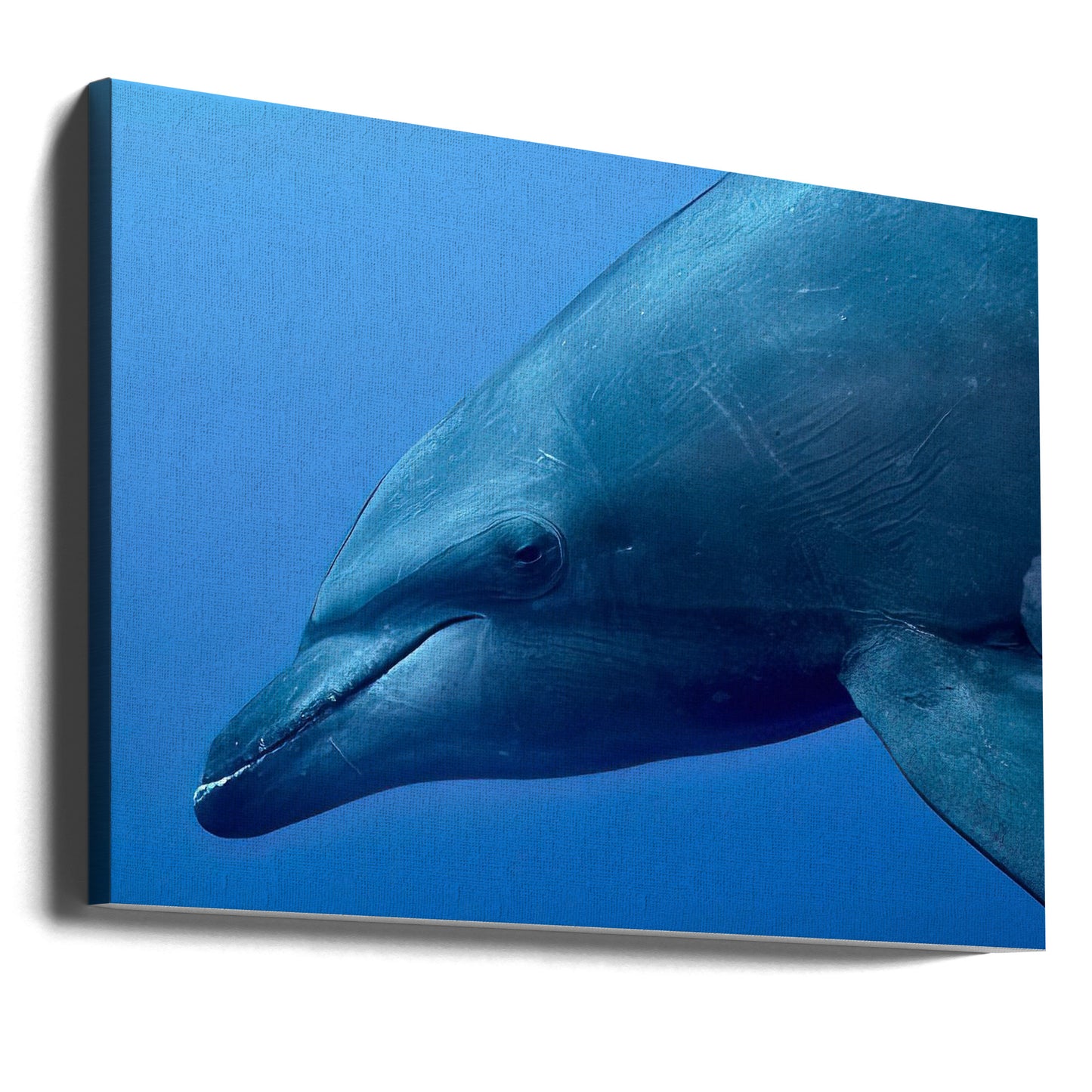 Portret van Tursiop | Canvasprints