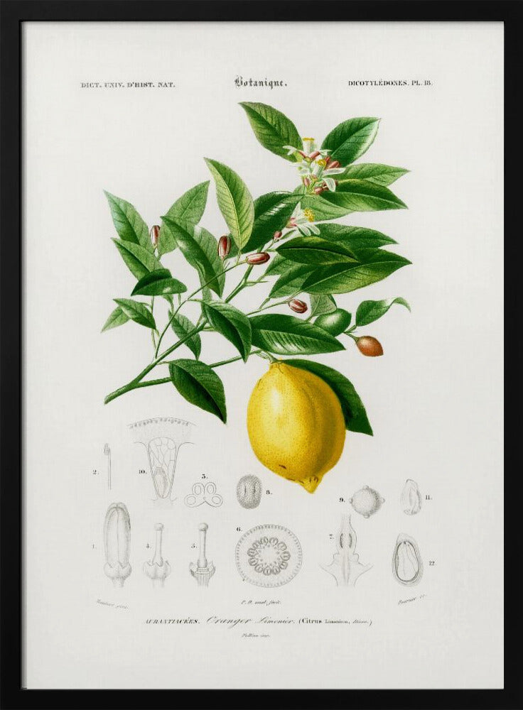 Lemon (citrus Limonium) | Poster
