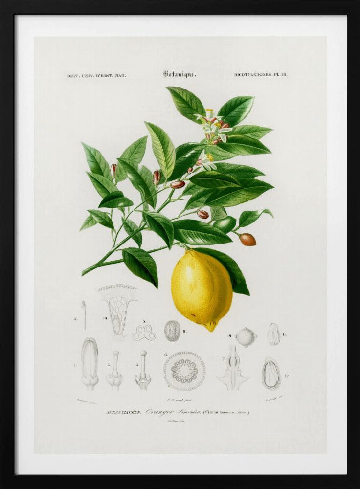Lemon (citrus Limonium) | Poster