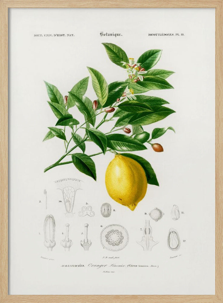 Lemon (citrus Limonium) | Poster