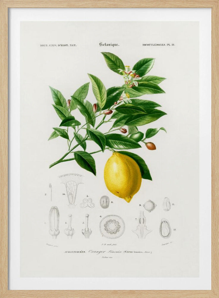 Lemon (citrus Limonium) | Poster