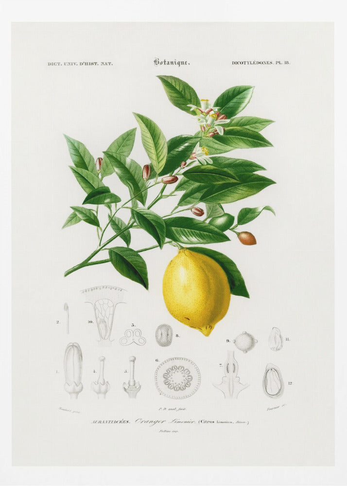 Lemon (citrus Limonium) | Poster