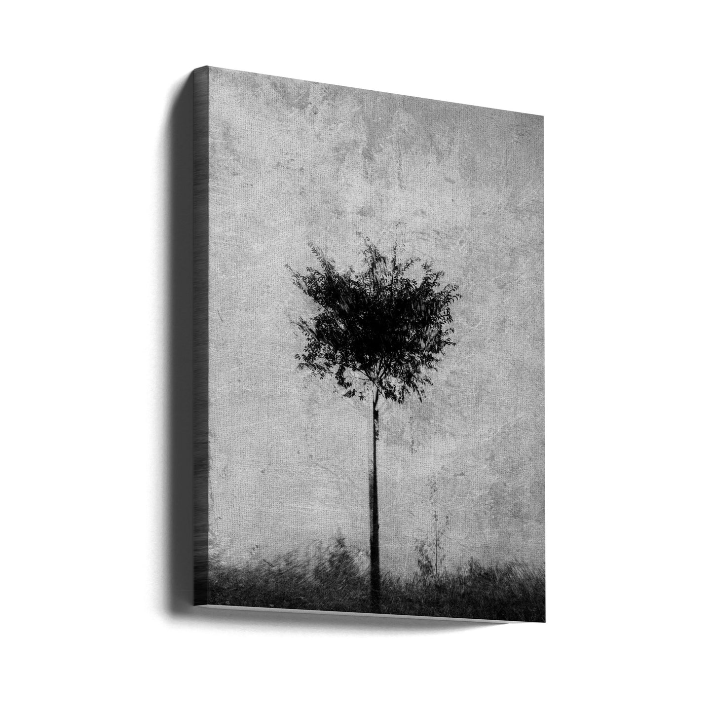 Boom in zwart-wit | Canvasprints