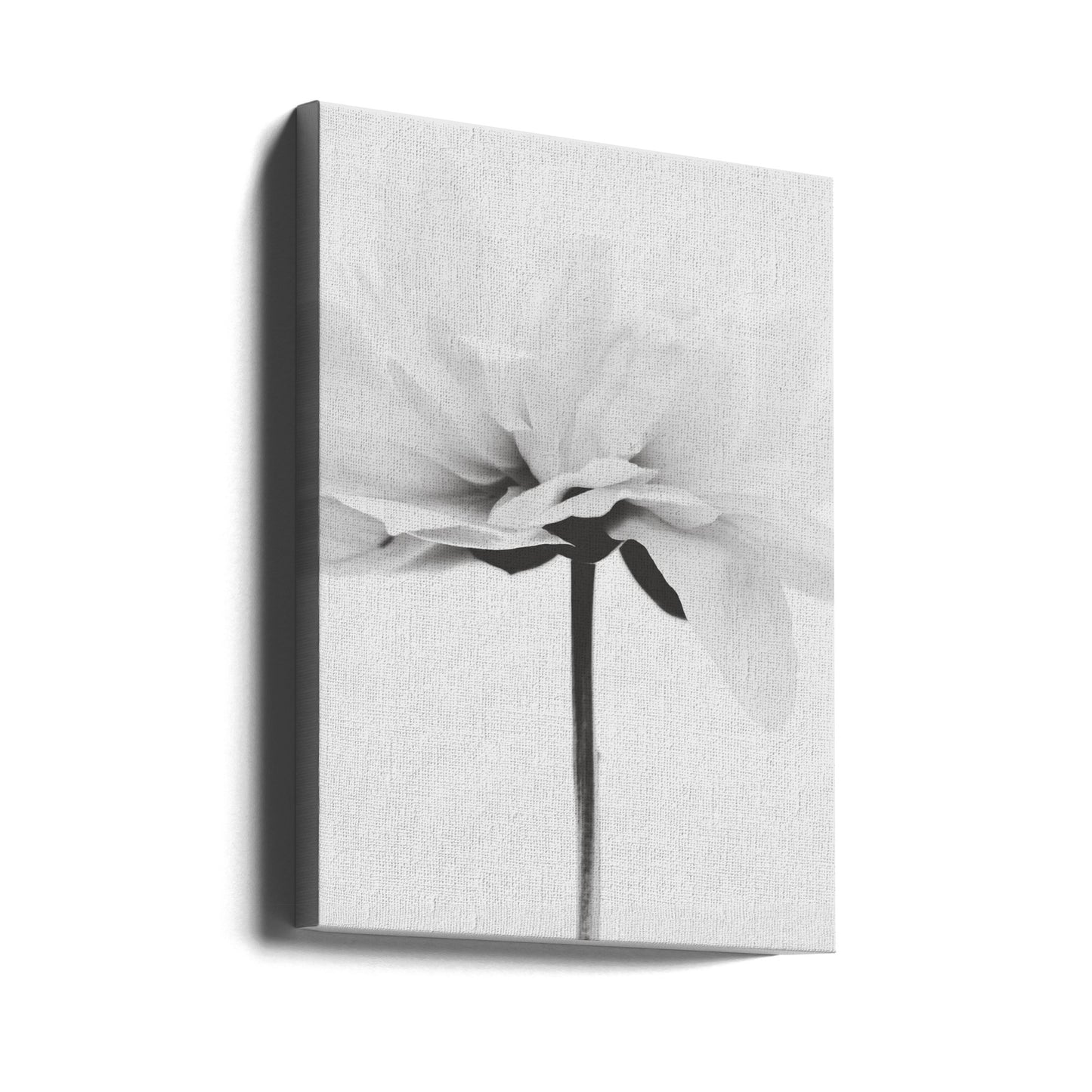 Japanse Kokosnoot | Canvasprints