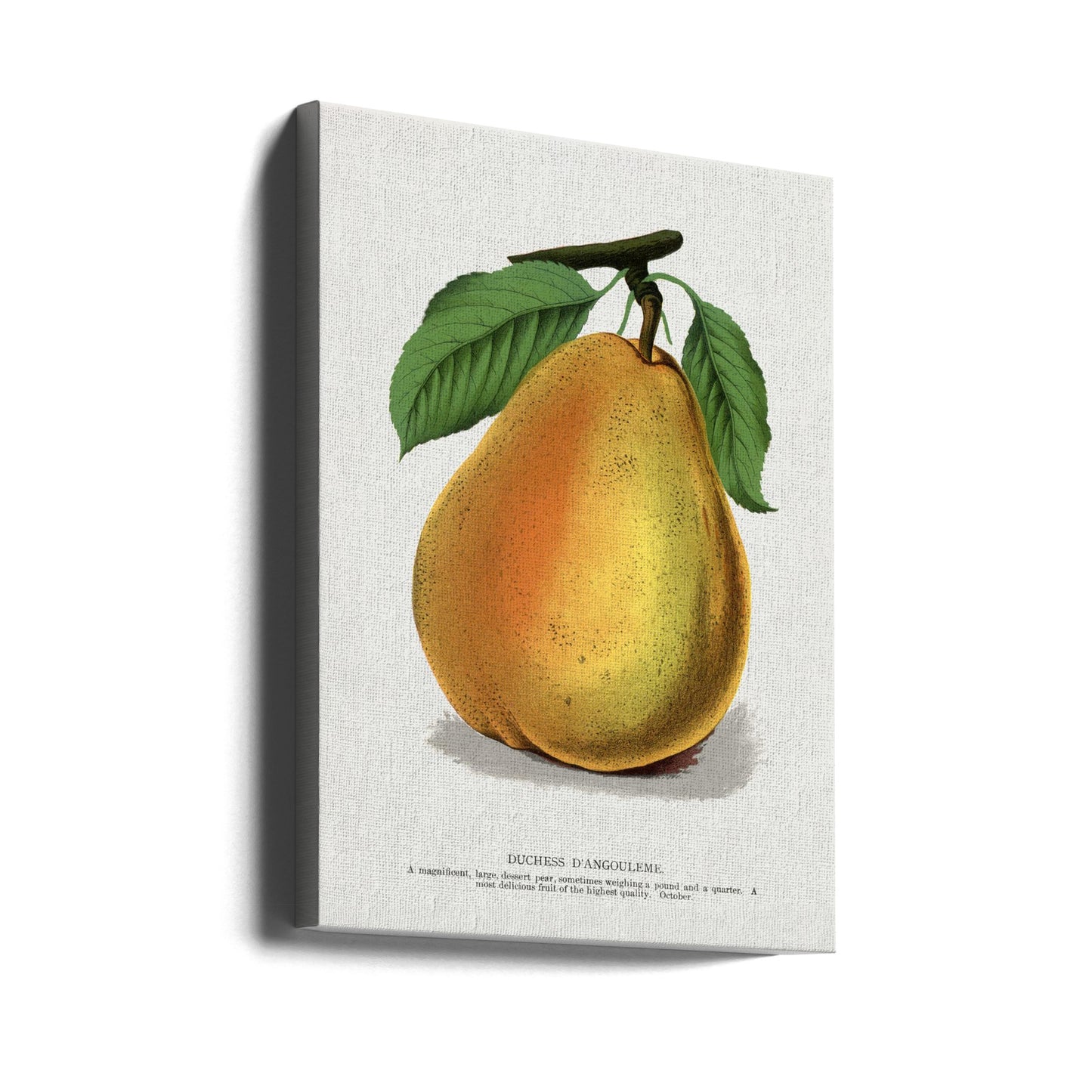 Duchess D'angouleme Pear Lithograph | Canvas