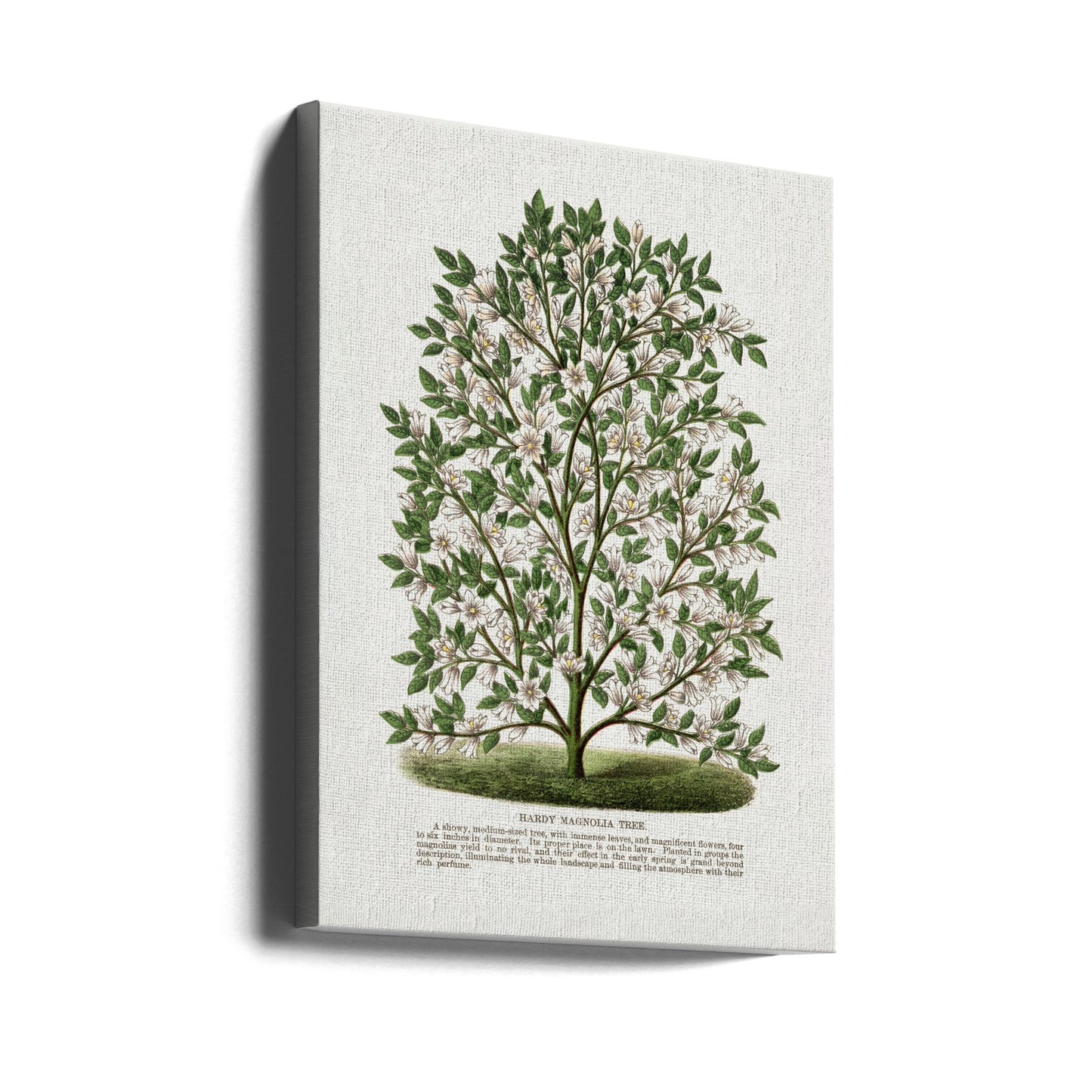 Litografia di un albero di magnolia resistente | Stampe su Tela